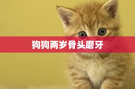 狗狗兩歲骨頭磨牙