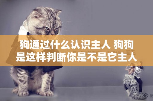 狗通過什么認識主人 狗狗是這樣判斷你是不是它主人的！