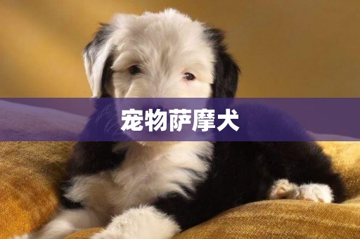 寵物薩摩犬