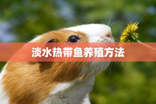 淡水熱帶魚養殖方法