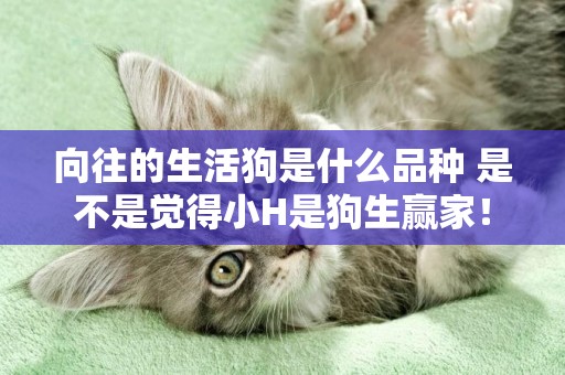 向往的生活狗是什么品種 是不是覺得小H是狗生贏家！