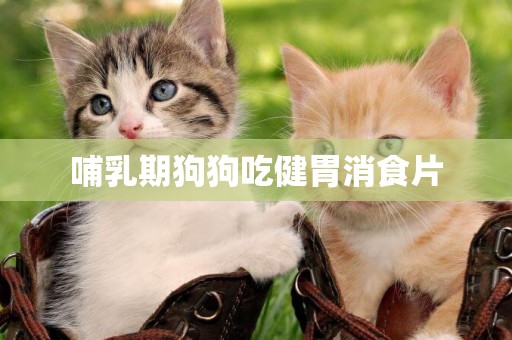 哺乳期狗狗吃健胃消食片
