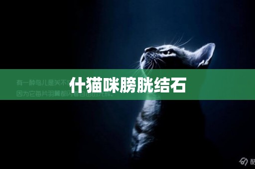 什貓咪膀胱結石
