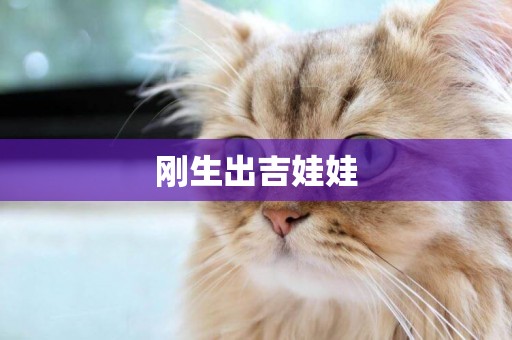 剛生出吉娃娃