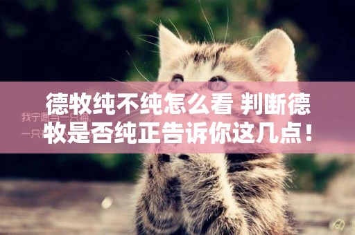 德牧純不純怎么看 判斷德牧是否純正告訴你這幾點！