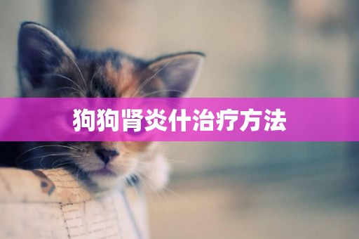 狗狗腎炎什治療方法