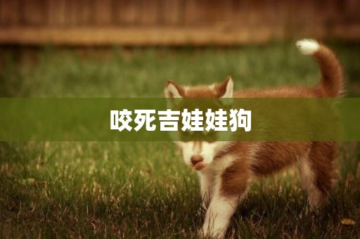 咬死吉娃娃狗