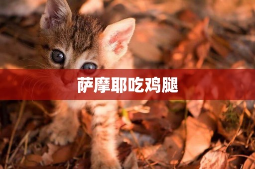 薩摩耶吃雞腿
