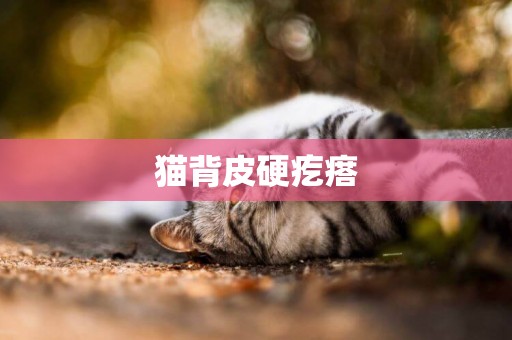 貓背皮硬疙瘩