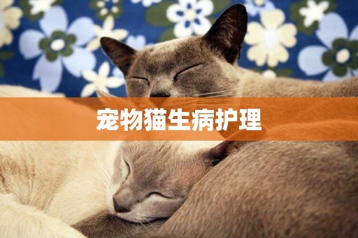 寵物貓生病護理