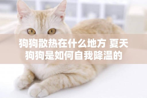 狗狗散熱在什么地方 夏天狗狗是如何自我降溫的