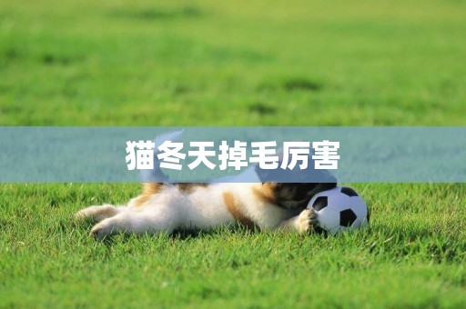 貓冬天掉毛厲害