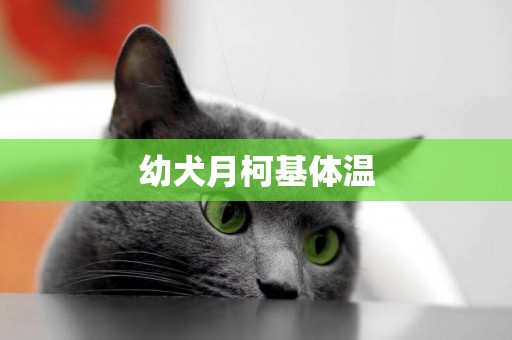 幼犬月柯基體溫