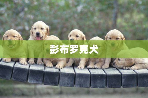 彭布羅克犬