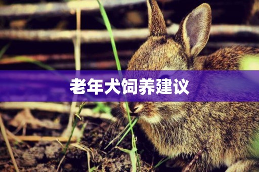 老年犬飼養建議