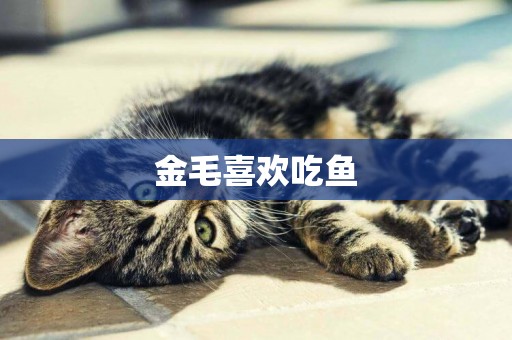 金毛喜歡吃魚