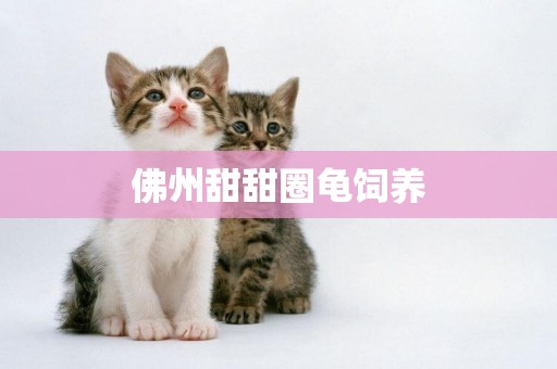 佛州甜甜圈龜飼養