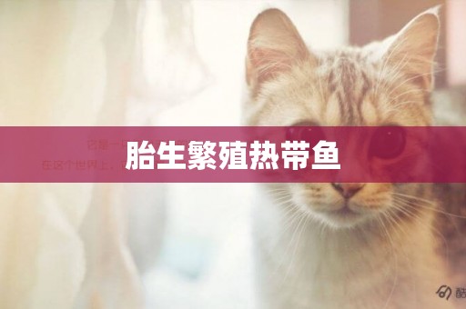 胎生繁殖熱帶魚