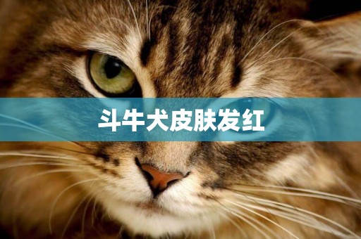 斗牛犬皮膚發紅