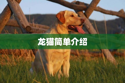 龍貓簡單介紹