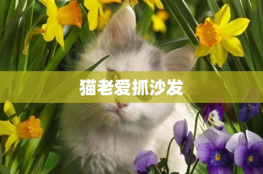 貓老愛抓沙發