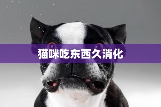 貓咪吃東西久消化