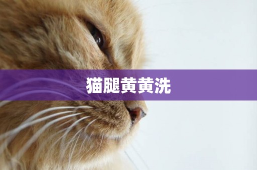 貓腿黃黃洗