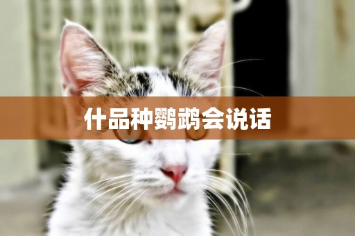 什品種鸚鵡會說話