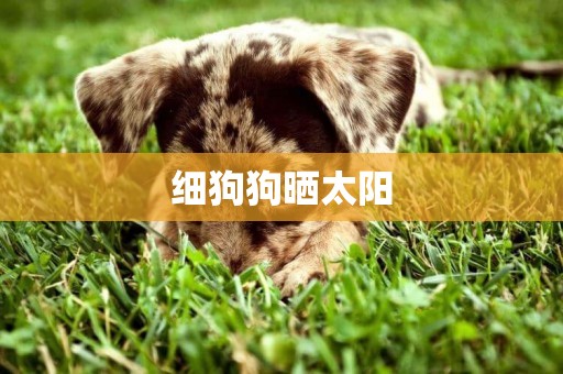 細狗狗曬太陽