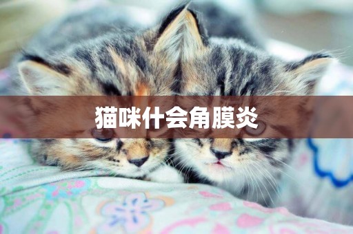 貓咪什會角膜炎
