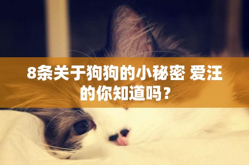 8條關于狗狗的小秘密 愛汪的你知道嗎？