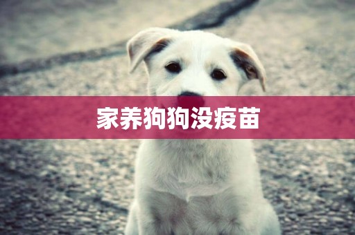 家養狗狗沒疫苗