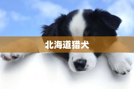 北海道獵犬