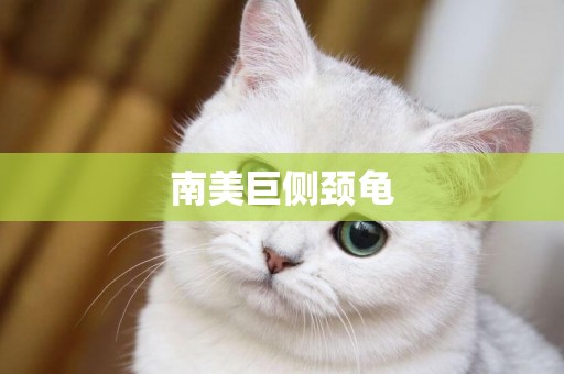 南美巨側頸龜