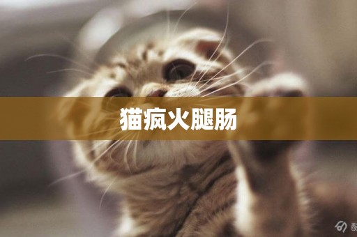 貓瘋火腿腸