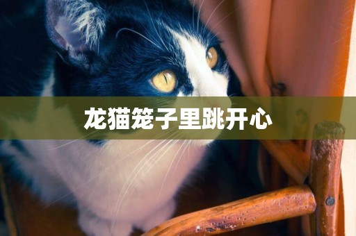 龍貓籠子里跳開心