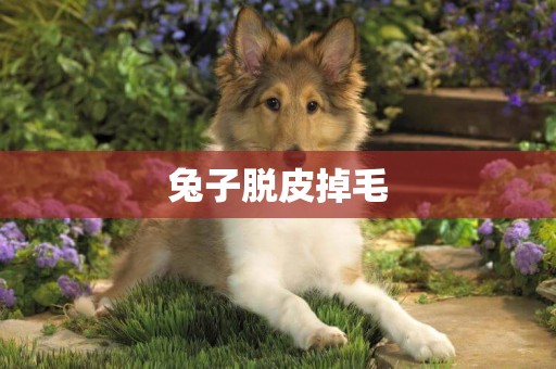 兔子脫皮掉毛