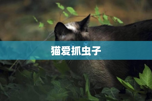 貓愛抓蟲子