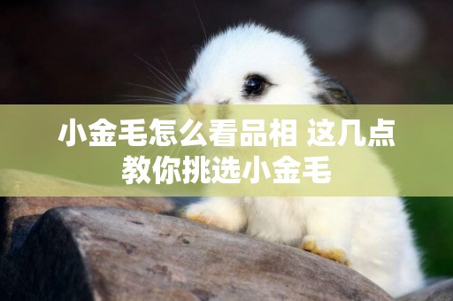 小金毛怎么看品相 這幾點教你挑選小金毛