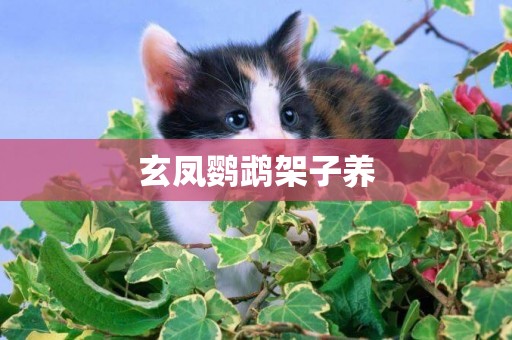 玄鳳鸚鵡架子養