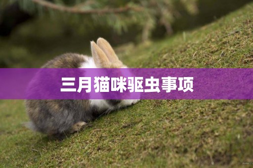 三月貓咪驅蟲事項