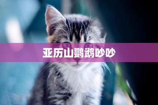 亞歷山鸚鵡吵吵