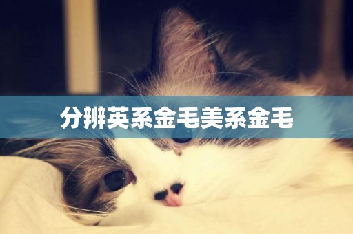 分辨英系金毛美系金毛
