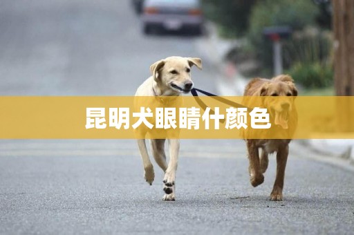 昆明犬眼睛什顏色