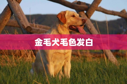 金毛犬毛色發白