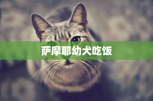 薩摩耶幼犬吃飯