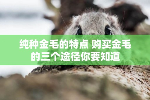 純種金毛的特點 購買金毛的三個途徑你要知道