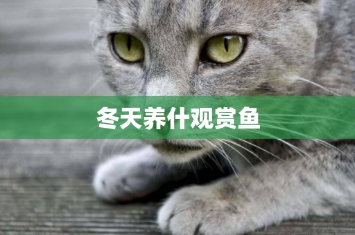 冬天養什觀賞魚