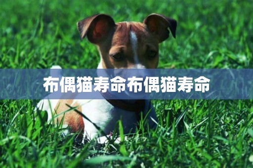 布偶貓壽命布偶貓壽命
