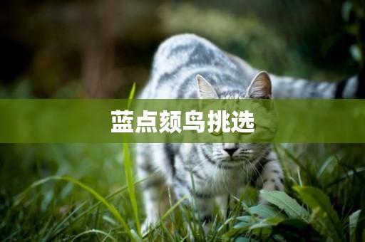 藍點頦鳥挑選